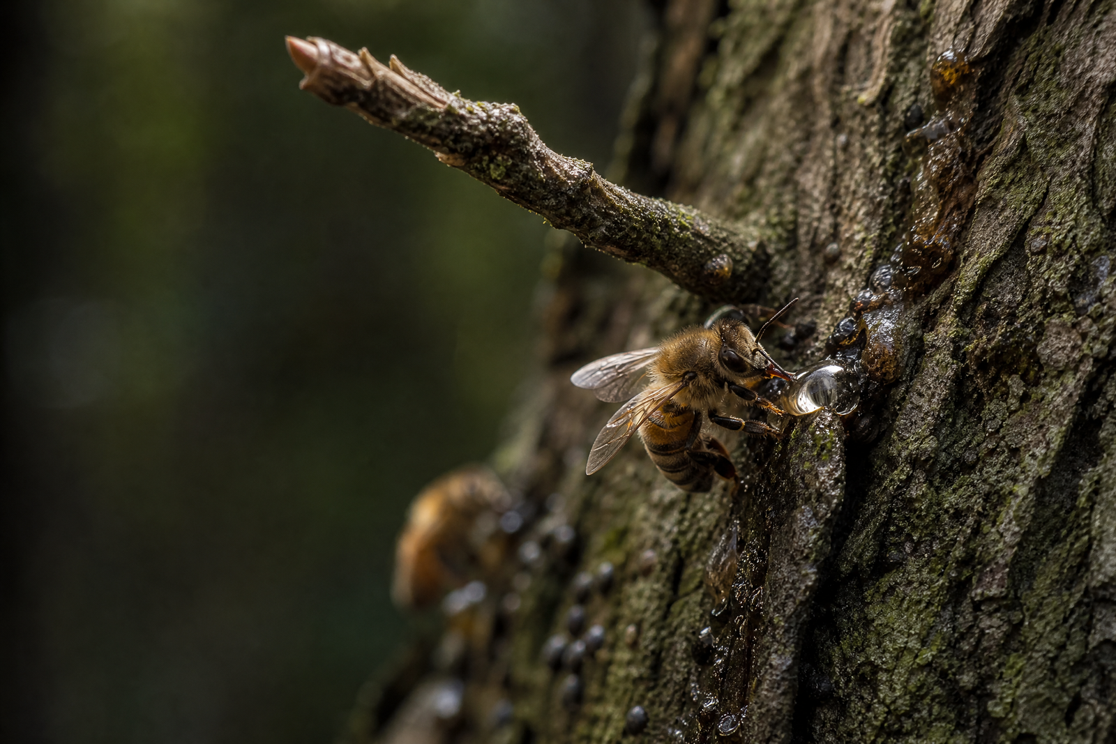 Editorial macro depiction of a bee gathering honeydew